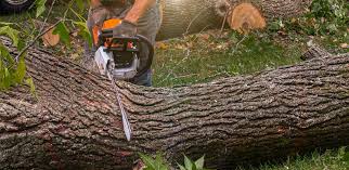 Best Stump Grinding and Removal  in Hector, MN