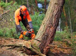 Best Tree Removal  in Hector, MN