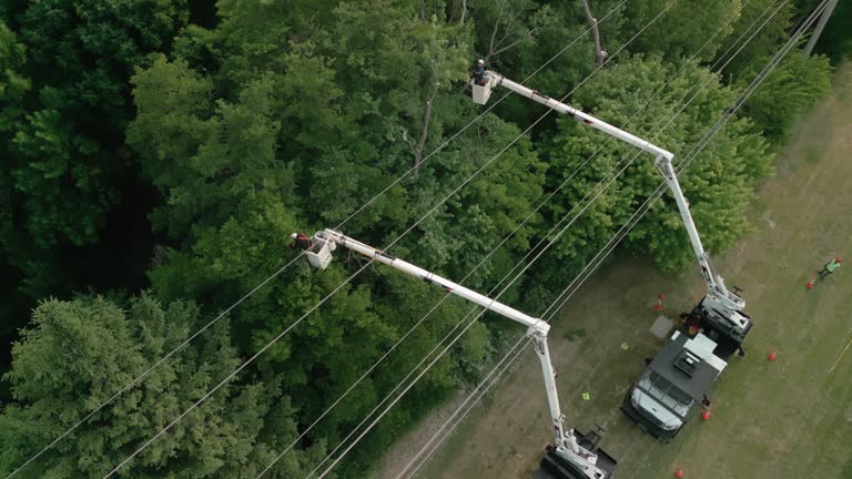  Hector, MN Tree Removal Pros