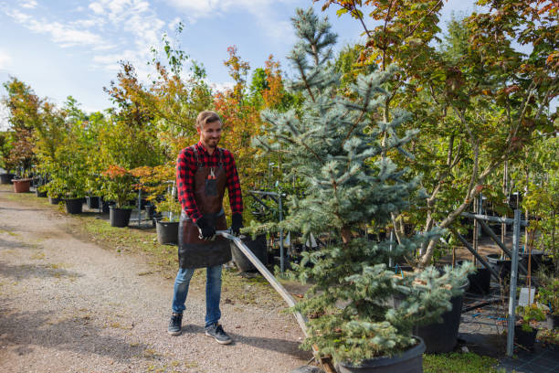 Best Root Management and Removal  in Hector, MN