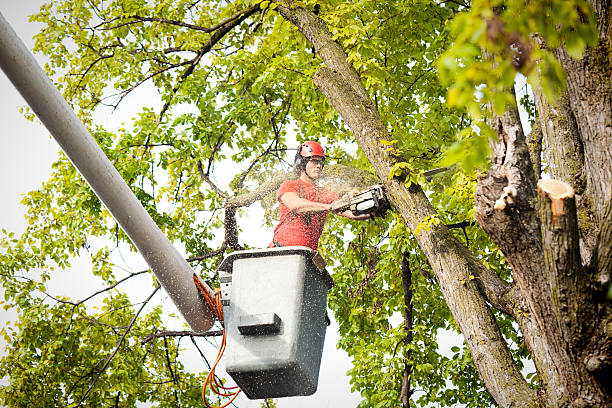 Best Arborist Consultation Services  in Hector, MN